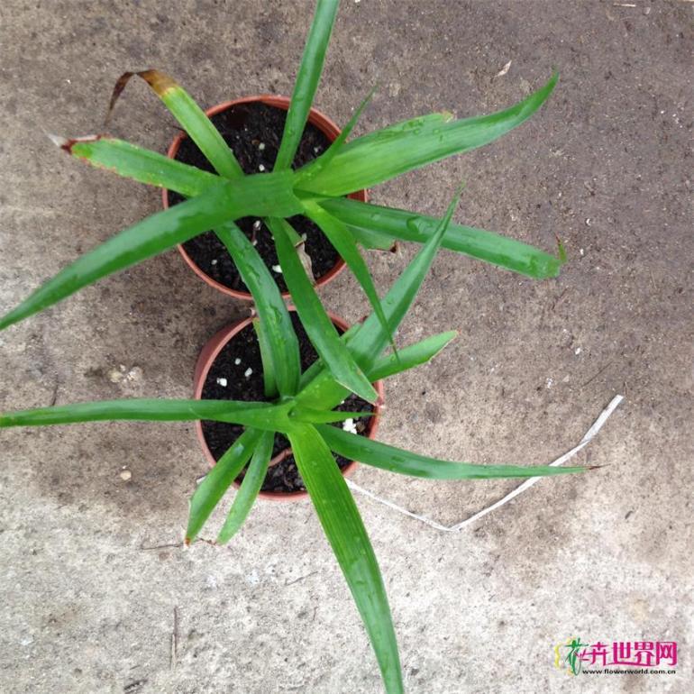迷你彩色植物小盆栽上市啦！！！