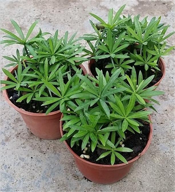 迷你彩色植物小盆栽上市啦！！！