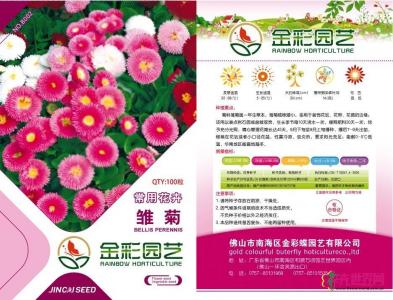 雏菊