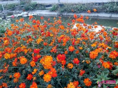 花海规划