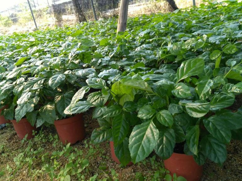 迷你彩色植物小盆栽上市啦！！！