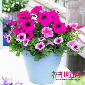 矮牵牛