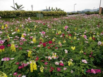 花海规划