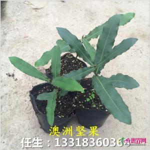 澳洲坚果