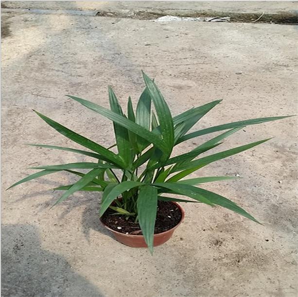 迷你彩色植物小盆栽上市啦！！！